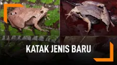 Ini Dia Katak Jenis Baru Ditemukan di Sumatera