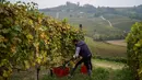 Seorang petani memetik anggur Nebbiolo, yang digunakan untuk membuat wine Barolo, selama panen di Barolo, Laghe Country side dekat Turin, Italia (14/9/2019). Anggur nebbiolo merupakan salah satu anggur terbaik Italia. (AFP Photo/Marco Bertorello)