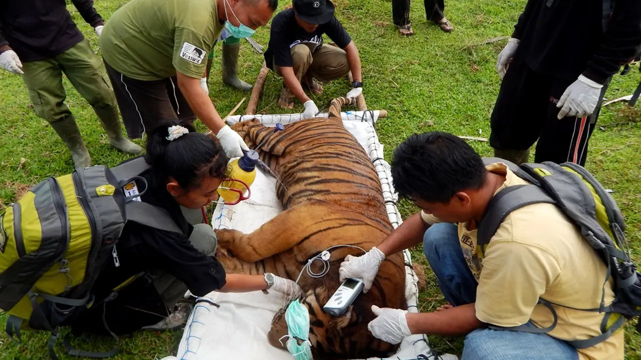 harimau sumatra