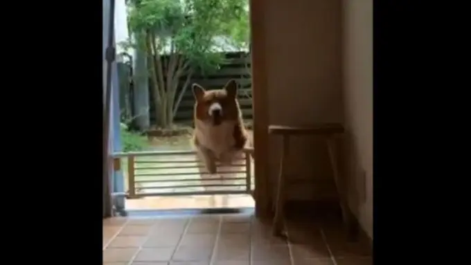 Derita yang Akan Dialami oleh Anjingmu Kalau Kegendutan