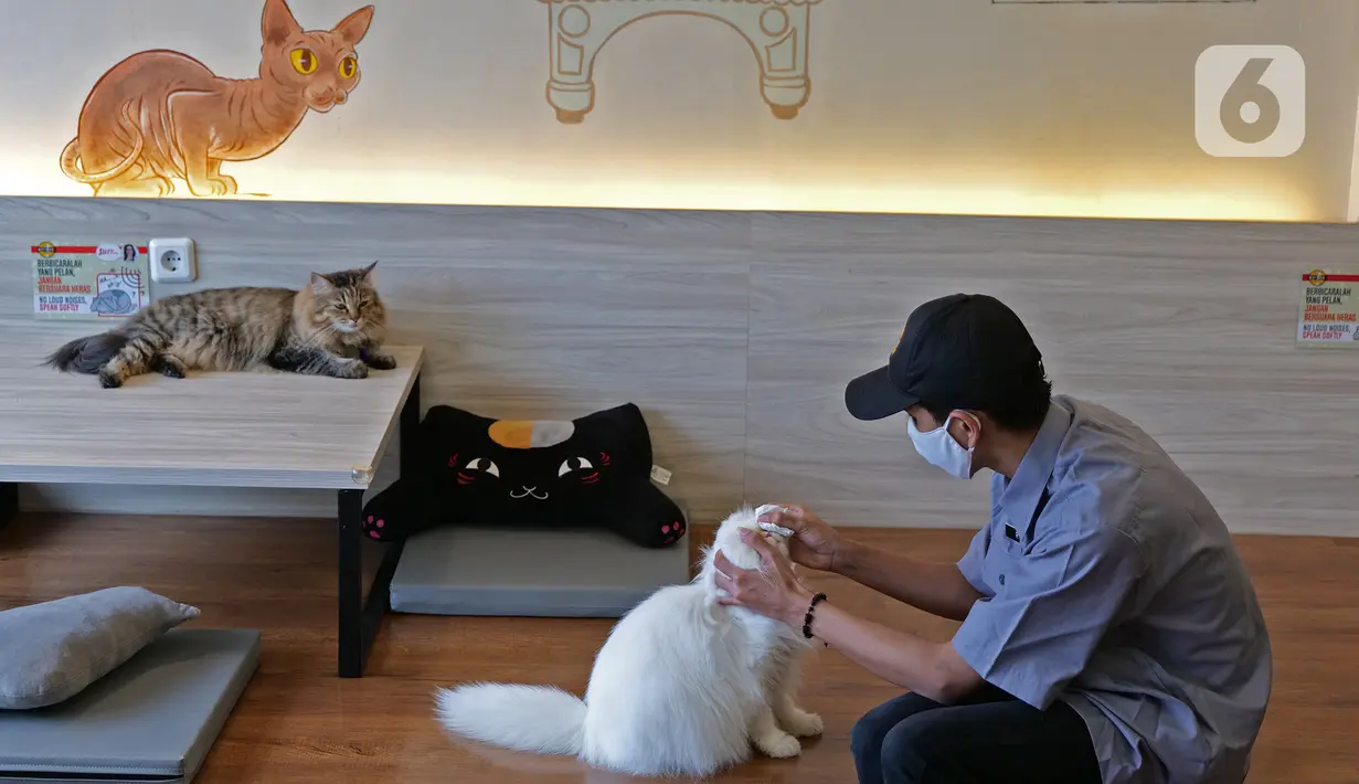 Pekerja membersihkan air mata kucing di kopi Cat Cafe Kemang , Jakarta, Sabtu (30/5/2020). Kafe kucing itu akan menerapkan protokol kesehatan terkait kebijakan new normal, salah satunya mengurangi jumlah pengunjung dan wajib memakai masker yang dimulai pada 5 Juni esok (Liputan6.com/Herman Zakharia)