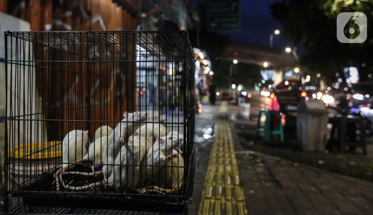 Salah satu hewan yang dijual di Pasar Hewan Barito, Jakarta Selatan, Senin (8/3/2021). Pedagang di pasar yang menjual aneka hewan peliharaan itu mengalami penurunan omset selama pandemi corona, meski demikian mereka mengaku tetap bersyukur karena masih diizinkan berjualan. (Liputan6.com/JohanTallo)