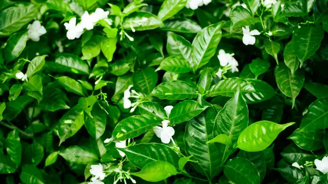 Tips Merawat dan Menanam Bunga Melati agar Rajin Berbunga dan Harum Sepanjang Hari