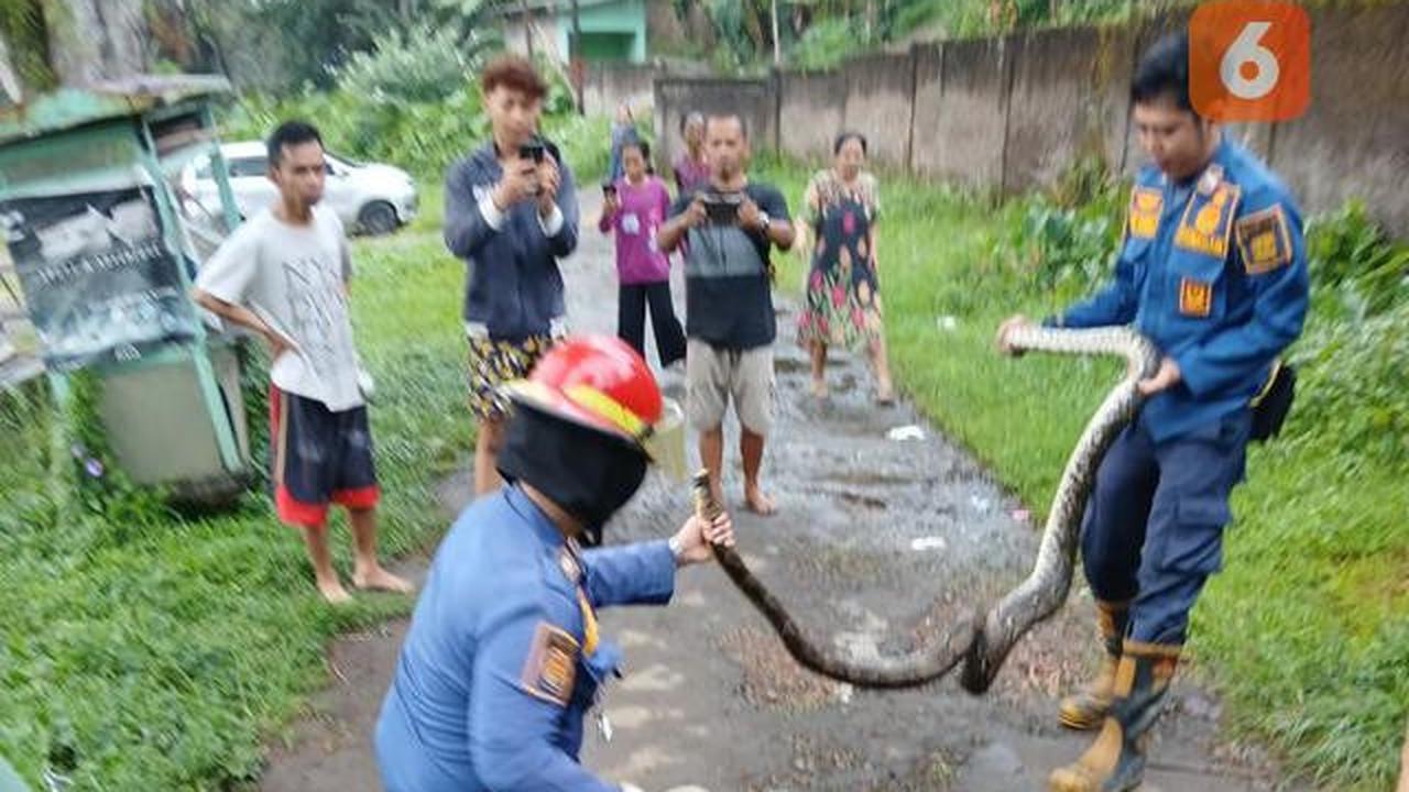Cara Bedakan Suara Ular vs Hewan Lain di Malam Hari, Pelajari Cirinya