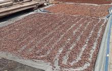 Harga Biji Coklat Lebak Meroket, Petani Kembali Gembira Jual Hasil Panen