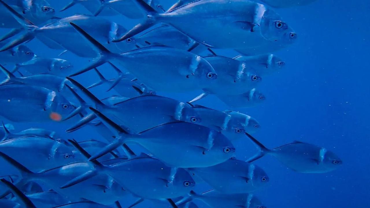 Membedakan ikan segar dan ikan bermerkuri dapat membantu menghindari risiko keracunan merkuri. Beberapa cara yang dapat dilakukan antara lain: