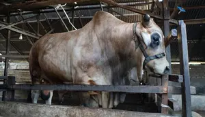 Sapi jenis brahman yang dikurbankan dr Arya Tjipta Sp.BP-RE menjadi salah satu dari 3 ekor sapi dengan ukuran terbesar di Indonesia pada 2022