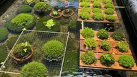 8 Cara Budidaya Lumut di Kolam Terpal untuk Pakan Ikan Ekonomis, Mudah Dilakukan