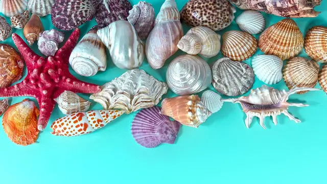 Ilustrasi Kerang