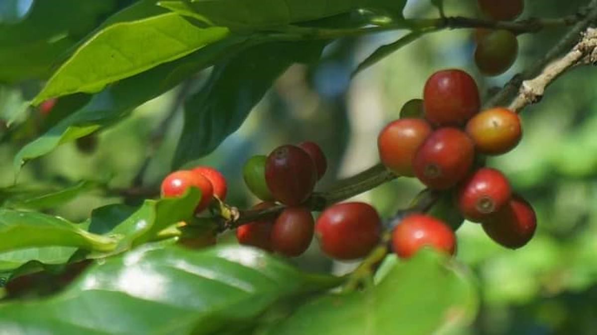 16 Ton Kopi Arabika Java Preanger Bakal Banjiri Australia - Bisnis ...