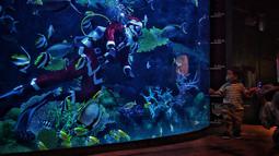 Seorang anak melihat penyelam berpakaian seperti Sinterklas memberi makan ikan di akuarium Sea Life Bangkok Ocean World di Bangkok, Thailand, Rabu (8/12/2021). Bangkok Ocean World menggelar pertunjukan selam Sinterklas untuk menyambut Natal. (Lillian SUWANRUMPHA / AFP)