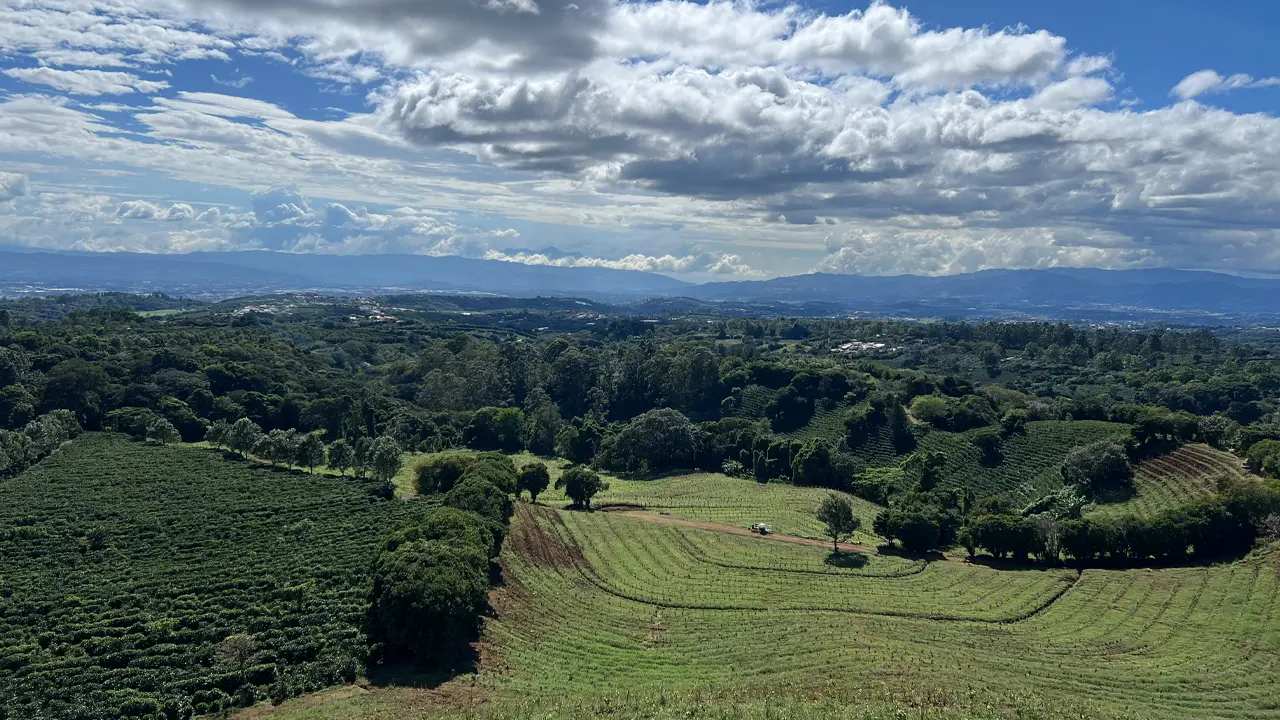 Hamparan Kebun Kopi di Hacienda Alsacia, Kosta Rika