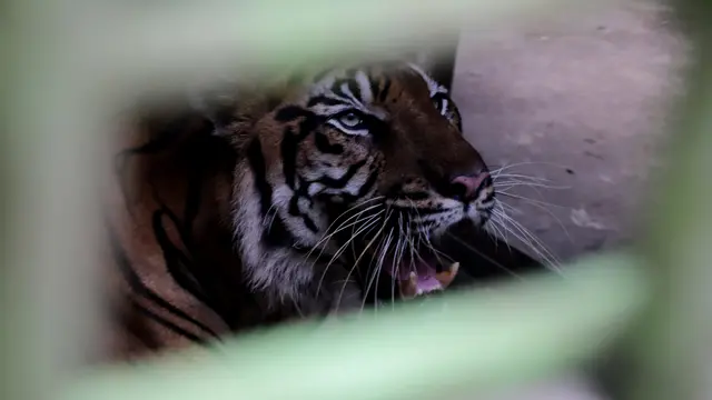 Harimau Sumatera