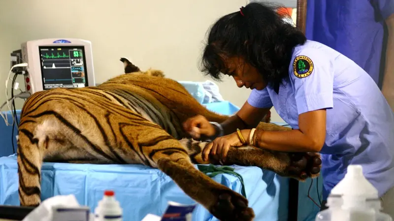 Erni Suyanti Simanis Penyelamat Harimau Sumatra Yang Hampir Punah