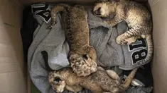 Tiga anak singa yang baru lahir terbaring di dalam kotak kardus di Kebun Binatang Nama di Kota Gaza, Sabtu, 13 Agustus 2022. Singa betina melahirkan tiga anaknya lima hari setelah Israel dan militan Palestina mengakhiri pertempuran sengit lintas perbatasan yang ditandai dengan gemuruh serangan udara Israel dan tembakan roket Palestina. (AP Photo/Fatima Shbair)