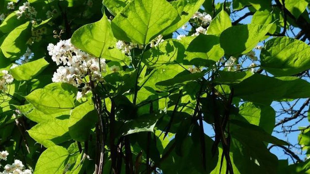 7 Tanda Tanaman Buah Kelebihan Air, Banyak yang Salah Menyiram