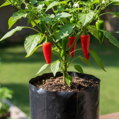 Ilustrasi Menanam Cabai di Polybag/Gemini AI