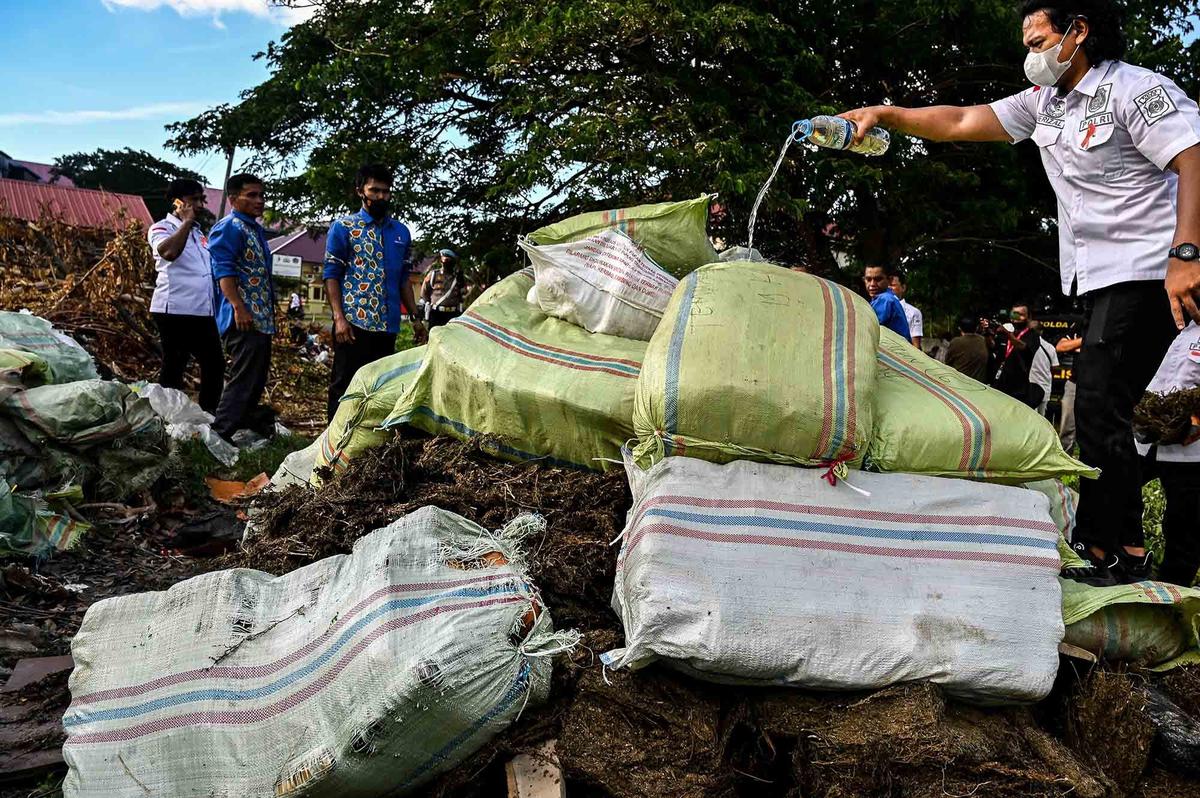 FOTO: Polda Aceh Musnahkan 1,3 Ton Ganja, Hasil Operasi Tiga Bulan terakhir