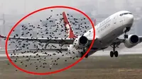 Apa Itu Bird Strike yang Sebabkan Kecelakaan Pesawat?