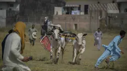 Penonton berlari ke tempat yang aman setelah salah satu peserta kehilangan kendali atas sapi yang diadunya dalam kompetisi balapan sapi tradisional di pinggiran Islamabad, Pakistan, Minggu (27/6/2021). Ditengah pandemi covid-19, balapan sapi ini disaksikan banyak penonton. (Farooq NAEEM/AFP)