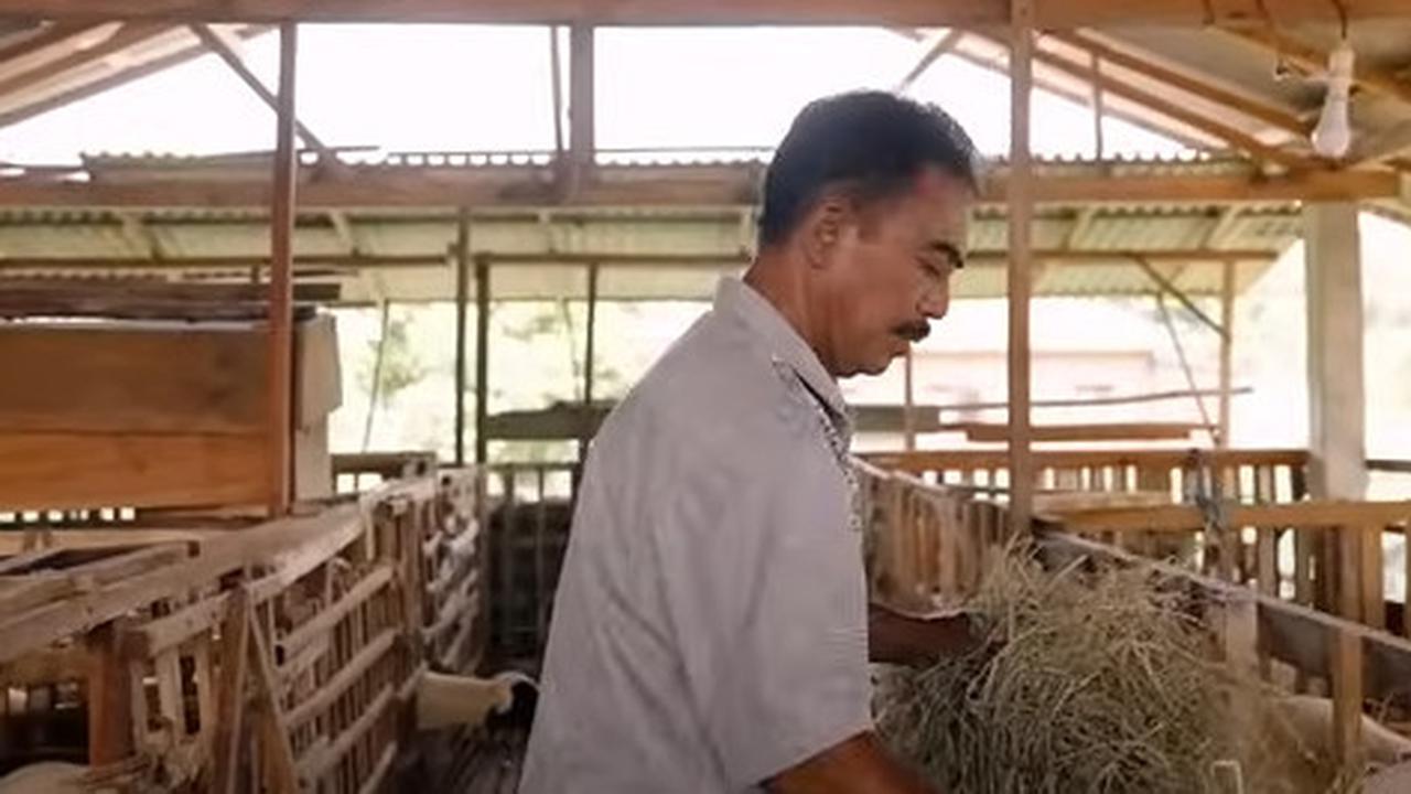Guru Ngaji ini Kini Sukses Ternak Domba, Awalnya Hanya Punya 3 Ekor