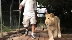 Walaupun terkenal buas, singa ini miliki kasih sayang yang luar biasa layaknya manusia biasa.