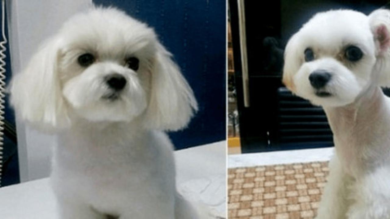 Bukan cuma manusia, di Korea anjing juga doyan operasi plastik