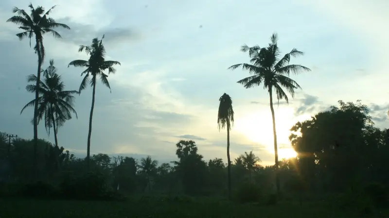 Menyesap Kopi Pagi dari Tengah Hamparan Hijau Sawah