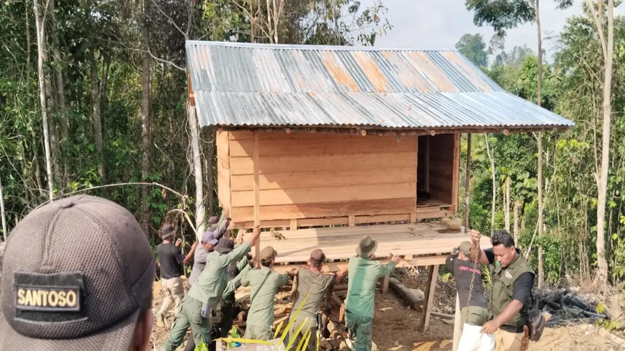 Upaya Mengembalikan Rumah Terakhir Gajah di Seblat Bengkulu dari Perambah Liar Berlanjut, 1 Pemilik Kebun Sawit Ilegal Ditangkap
