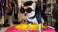 Luella dinobatkan menjadi anjing ikon fashion 2016.