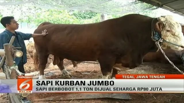 Sebuah peternakan di Tegal, Jawa Tengah, memiliki sapi berukuran jumbo dengan bobot 1,1 ton untuk kurban. Seperti apa?