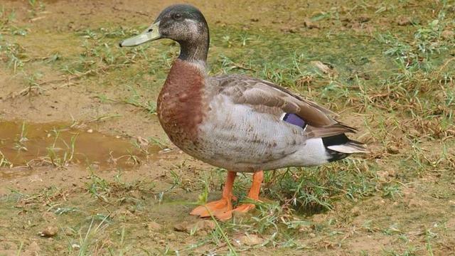 Kematian Bebek Paling Kesepian Di Dunia Bikin Sedih Banyak Orang Global Liputan6 Com