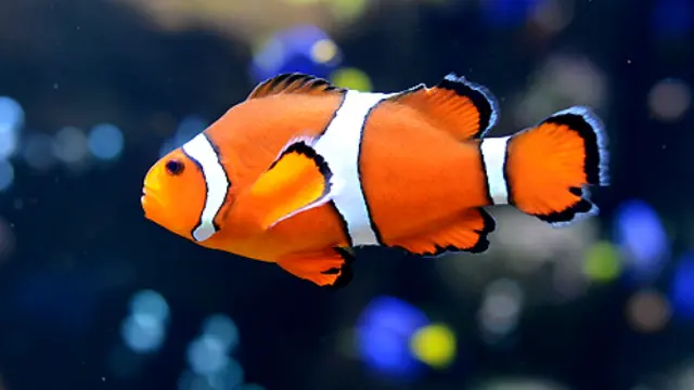 7 Ikan Paling Cantik di Muka Bumi