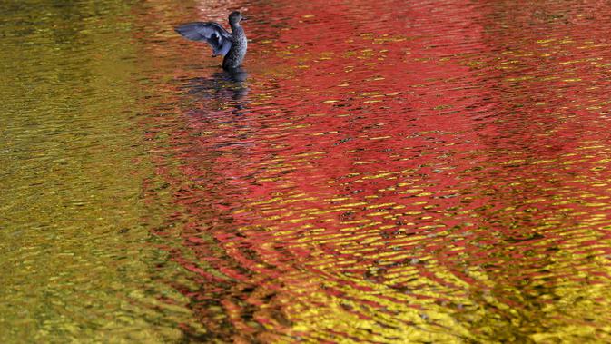 Seekor bebek melebarkan sayapnya di kolam saat warna dedaunan musim gugur tercermin di air di Nagano, barat laut Tokyo, Jepang (27/10/2020). (AP Photo/Kiichiro Sato)