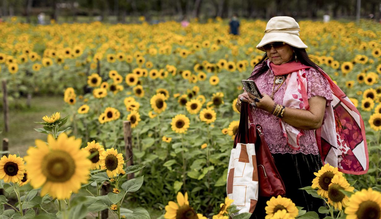 Orang-orang berfoto di ladang bunga matahari di Wachirabenchathat Park, Bangkok pada 20 Januari 2022. Bunga matahari yang bermekaran pada November hingga Januari menjadi daya tarik wisatawan. (Jack TAYLOR / AFP)