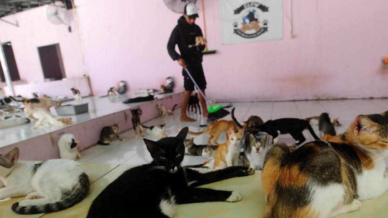 Setelah sepekan yang lalu bagian gudang Rumah Singgah Clow (RSC)  sempat dilanda kebakaran. Aktivitas perawatan kucing dan anjing jalanan yang dilakukan pekerja di tempat tersebut sudah kembali berjalan normal setelah pelaku pembakaran ditangkap di kawasa