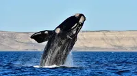 Paus kanan selatan melompat di Pantai El Doradillo, Patagonia, Argentina (11/10). Paus kanan selatan (Eubalaena australis) adalah paus baleen, satu dari tiga spesies tergolong paus kanan milik genus Eubalaena. (AP Photo/Maxi Jonas)