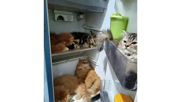 6 Kelakuan Orang Manjain Kucing Ini Bikin Ngakak