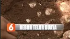Setelah ditemukan dan diperiksa petugas BKSDA, ternyata telur itu bukanlah telor buaya.