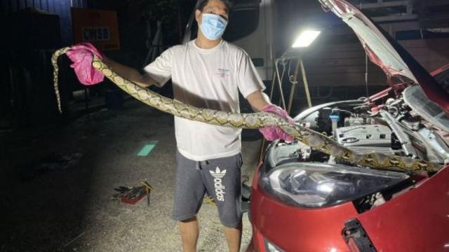 Ada Darah dan Tercium Bau Busuk, Wanita Ini Kaget Mobilnya Jadi Sarang Ular