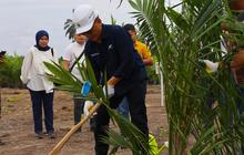 PTPN IV PalmCo Target 2,1 Juta Bibit Unggul Kelapa Sawit Bakal Diserap Petani