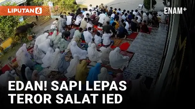 Sapi Kurban Lepas Bikin Panik Jemaah Salat Ied