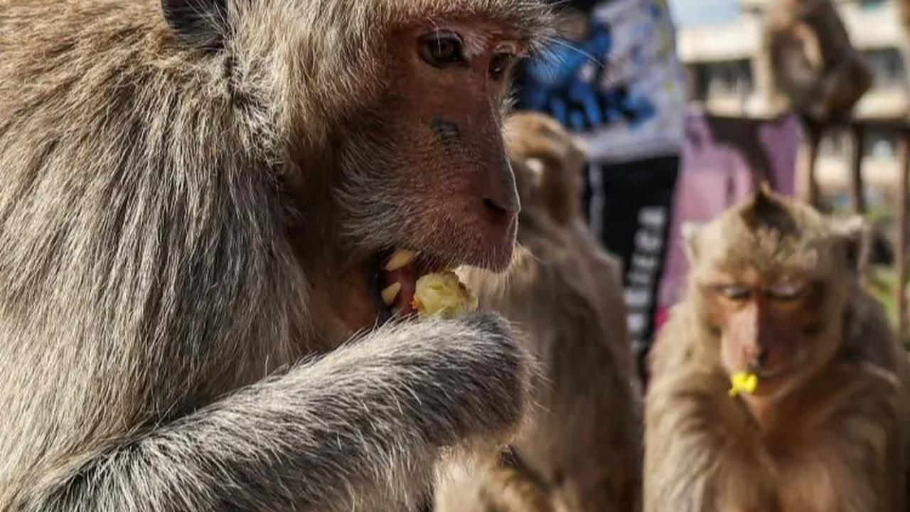 Sekitar 2.000 monyet yang ada di kawasan kuil Thailand mendapat makanan melimpah yang disediakan dalam festival tersebut.<br>