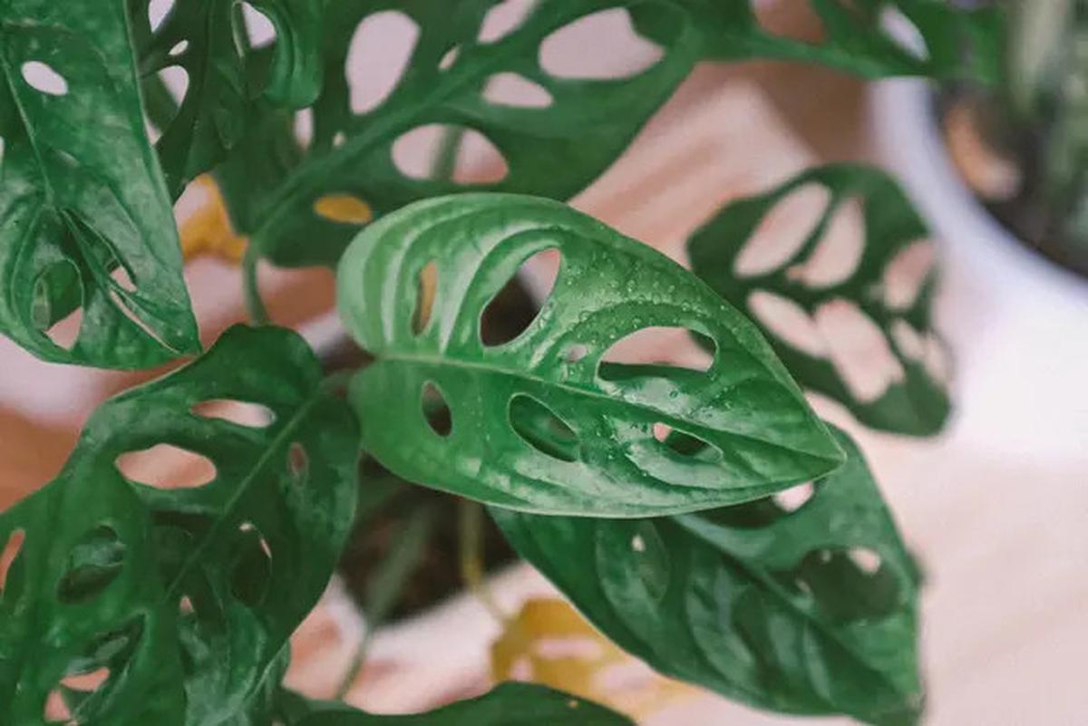 8 Tanaman Hias Daun Cantik yang Bisa Membuat Taman Rumah Lebih Segar