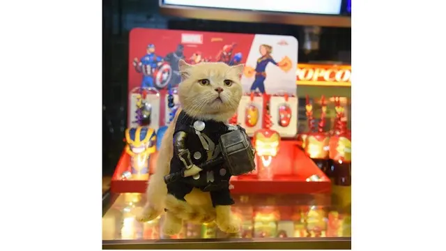 Kucing Imut Ini Perankan Catvengers, Kucing Super yang Melawan Cathanos