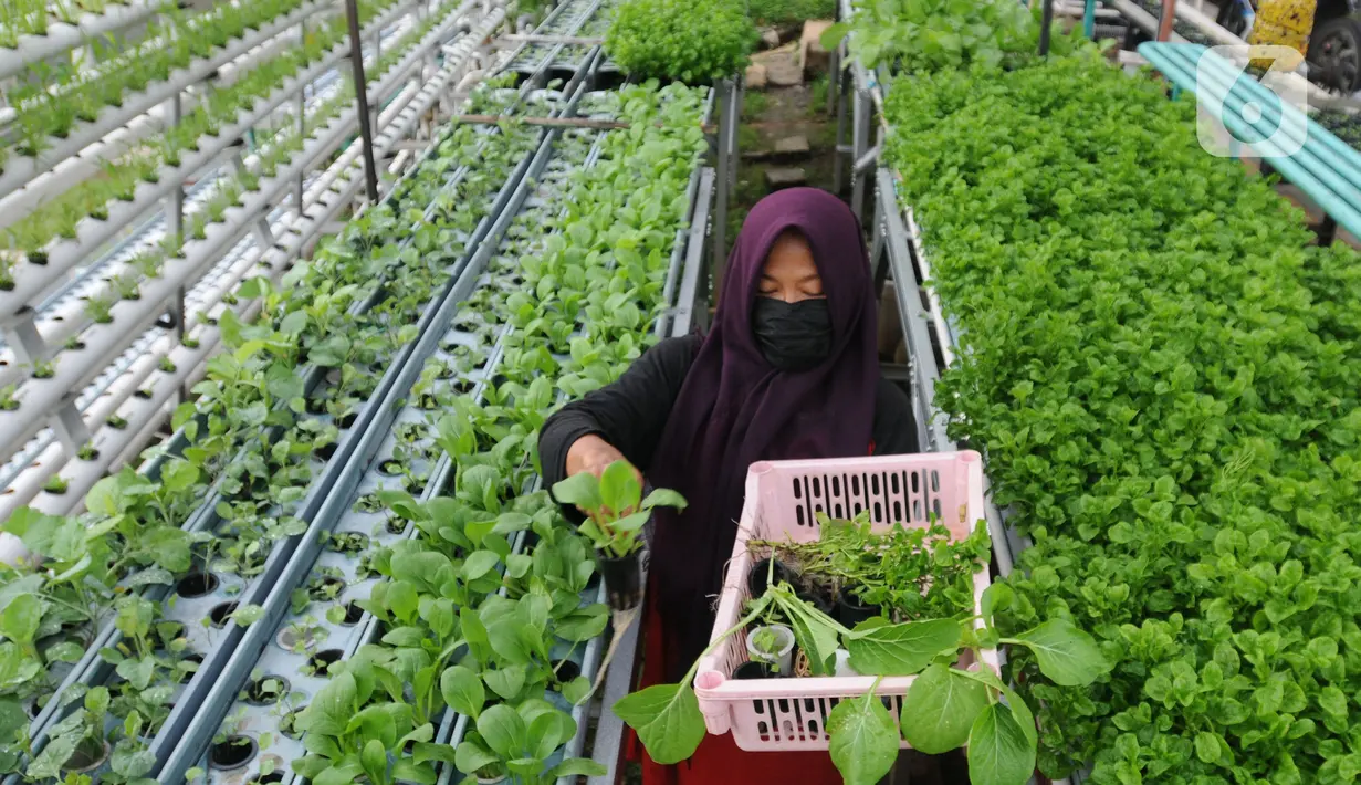 Warga kelompok tani Komplek AL Gandaria memanen sayuran di kebun Hidroponik di Radio Dalem, Jakarta, Senin (14/2/2022). Kebun yang dikelola mandiri warga ditanami sayuran kangkung, bayam brazil, seledri dan sawi ijo dengan rata-rata pendapatan sekitar Rp5 juta per bulan. (merdeka.com/Arie Basuki)