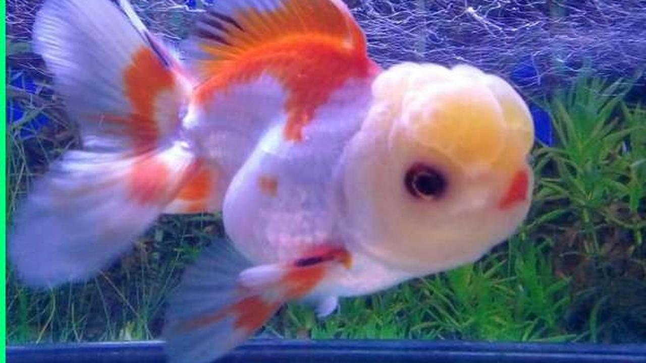 Ikan Mas Koki Oranda