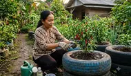 Cara Suburkan Tanah untuk Menanam Cabai, Bukan Sekadar Mengandalkan Pupuk dan Penyiraman