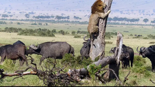 Singa si raja hutan yang terkenal ganas rupanya tidak berdaya di hadapan sekelompok kerbau.