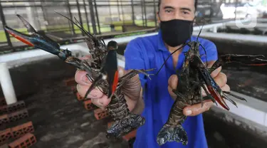 Petani menunjukkan lobster air tawa asal Australia di pembudidayaan BFC Mini Farm di Cipuatat, Banten, Rabu (6/10/2021). Di tengah pandemi, permintaan lobster air tawar untuk konsumi dalam negeri dengan harga antara Rp 150 ribu/kg hingga Rp 275 ribu/kg stabil. (merdeka.com/Arie Basuki)